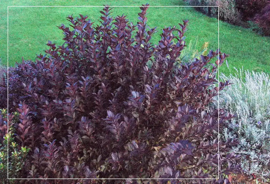 Dense green garden foliage and shrubs, the kind of shaded resting habitat mosquitoes use in a Sacramento yard