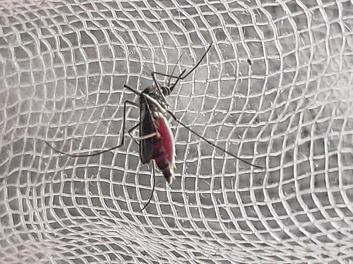 Close-up of an Aedes aegypti mosquito, one of the biting species found in the Sacramento area