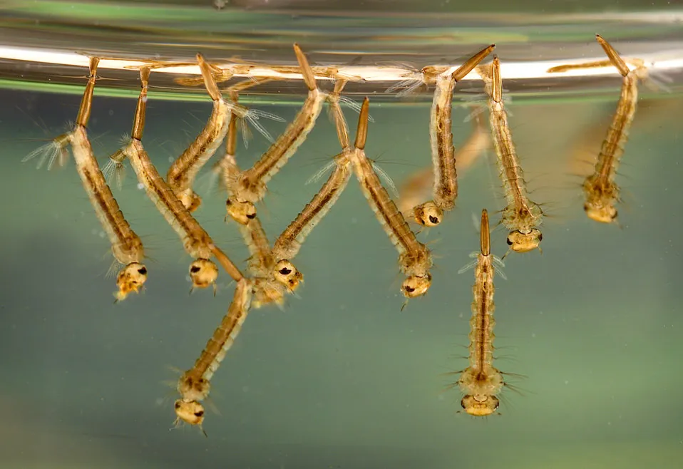 Close-up of Culex mosquito larvae in standing water, the hidden breeding stage In2Care targets